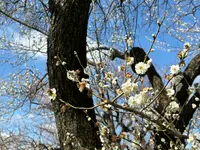 偕楽園の写真・動画_image_671629