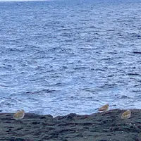 南原千畳岩海岸の写真・動画_image_673065