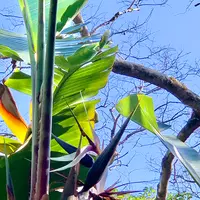 八丈植物公園の写真・動画_image_673598