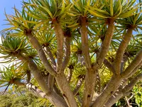 八丈植物公園の写真・動画_image_673599