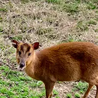 八丈植物公園の写真・動画_image_673609