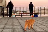 明石港の写真・動画_image_675940