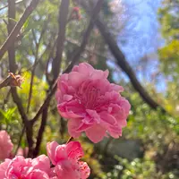 銭洗弁財天 宇賀福神社の写真・動画_image_679155