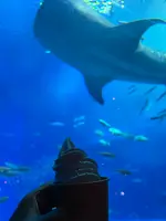 オーシャンブルーの写真・動画_image_680465