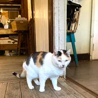 カフェ 坂の下の写真・動画_image_680695
