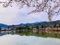 大覚寺の写真・動画_image_681026