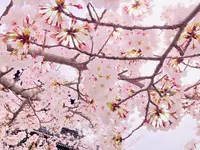 嵯峨釈迦堂（清凉寺）の写真・動画_image_681037