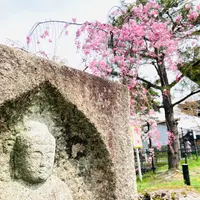 嵯峨釈迦堂（清凉寺）の写真・動画_image_681038