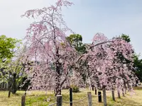 嵯峨釈迦堂（清凉寺）の写真・動画_image_681039