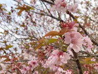 桜守 佐野藤右衛門邸の写真・動画_image_681048