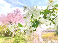 原谷苑の写真・動画_image_681071