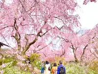 原谷苑の写真・動画_image_681074