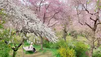 原谷苑の写真・動画_image_681076
