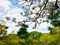 等持院の写真・動画_image_681083