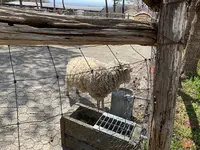 那須高原南ヶ丘牧場の写真・動画_image_681357