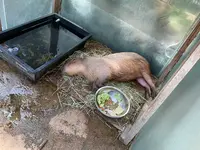 栃木県なかがわ水遊園の写真・動画_image_681616