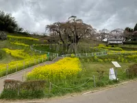 三春滝桜の写真・動画_image_682189