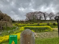 三春滝桜の写真・動画_image_682190