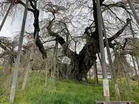 三春滝桜の写真・動画_image_682192