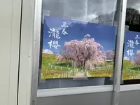 三春滝桜の写真・動画_image_682194