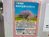 三春滝桜の写真・動画_image_682196