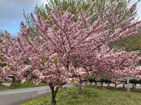 烏帽子山公園の写真・動画_image_682213
