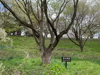 烏帽子山公園の写真・動画_image_682217