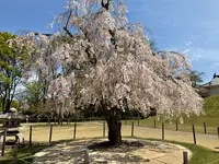 山形城 本丸一文字門の写真・動画_image_682352