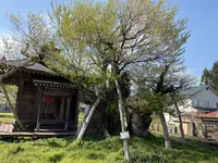 薬師堂(薬師桜)の写真・動画_image_682361