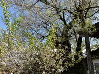薬師堂(薬師桜)の写真・動画_image_682363