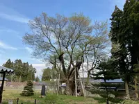 草岡の大明神ザクラの写真・動画_image_682365