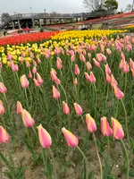 道の駅 新潟ふるさと村の写真・動画_image_682450