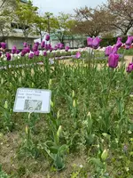 道の駅 新潟ふるさと村の写真・動画_image_682453