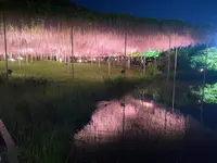 あしかがフラワーパークの写真・動画_image_685738