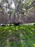 あしかがフラワーパークの写真・動画_image_685739