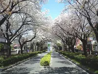 東京学芸大学の写真・動画_image_68877