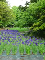 荘内神社の写真・動画_image_689623