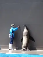 鶴岡市立加茂水族館（クラゲドリーム館）の写真・動画_image_689855