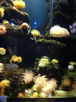 鶴岡市立加茂水族館（クラゲドリーム館）の写真・動画_image_689857