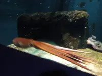 鶴岡市立加茂水族館（クラゲドリーム館）の写真・動画_image_689858