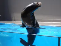 鶴岡市立加茂水族館（クラゲドリーム館）の写真・動画_image_689859