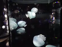鶴岡市立加茂水族館（クラゲドリーム館）の写真・動画_image_689860