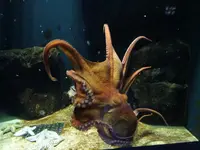 鶴岡市立加茂水族館（クラゲドリーム館）の写真・動画_image_689861