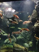 鶴岡市立加茂水族館（クラゲドリーム館）の写真・動画_image_689865
