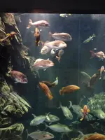 鶴岡市立加茂水族館（クラゲドリーム館）の写真・動画_image_689867