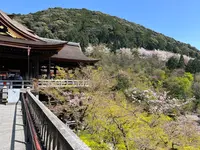 清水寺の写真・動画_image_690514