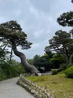 兼六園の写真・動画_image_691040