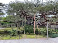 兼六園の写真・動画_image_691042