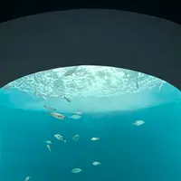四国水族館の写真・動画_image_691056