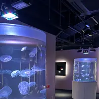 四国水族館の写真・動画_image_691057